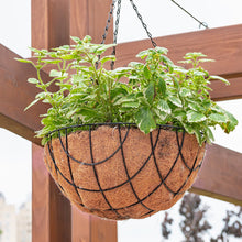 Load image into Gallery viewer, Basket coconut palm receptacle orchid pot with chain family garden decoration