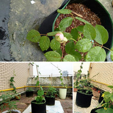 Load image into Gallery viewer, Felt Plants Growing Bag Vegetable Flower Potato Pot Container Garden Planting Basket